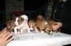 img_1588_small.jpg