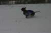 img_6793_small.jpg