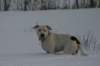 img_6909_small.jpg