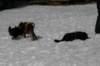 img_2497_small.jpg