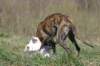 img_3429_small.jpg