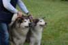 dsc_0477_small.jpg