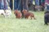 dsc_0484_small.jpg