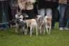 dsc_0513_small.jpg