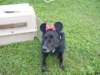 dsc00039_small.jpg