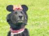 dsc00066_small.jpg