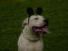 dsc00070_small.jpg