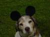 dsc00071_small.jpg