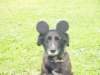 dsc00073_small.jpg
