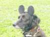 dsc00075_small.jpg