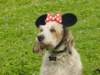 dsc00078_small.jpg