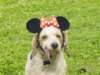 dsc00081_small.jpg