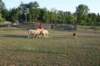 img_6429_small.jpg